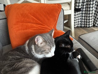 Mixed Breed cats Two lovely cats are looking for a new family - Advert 1