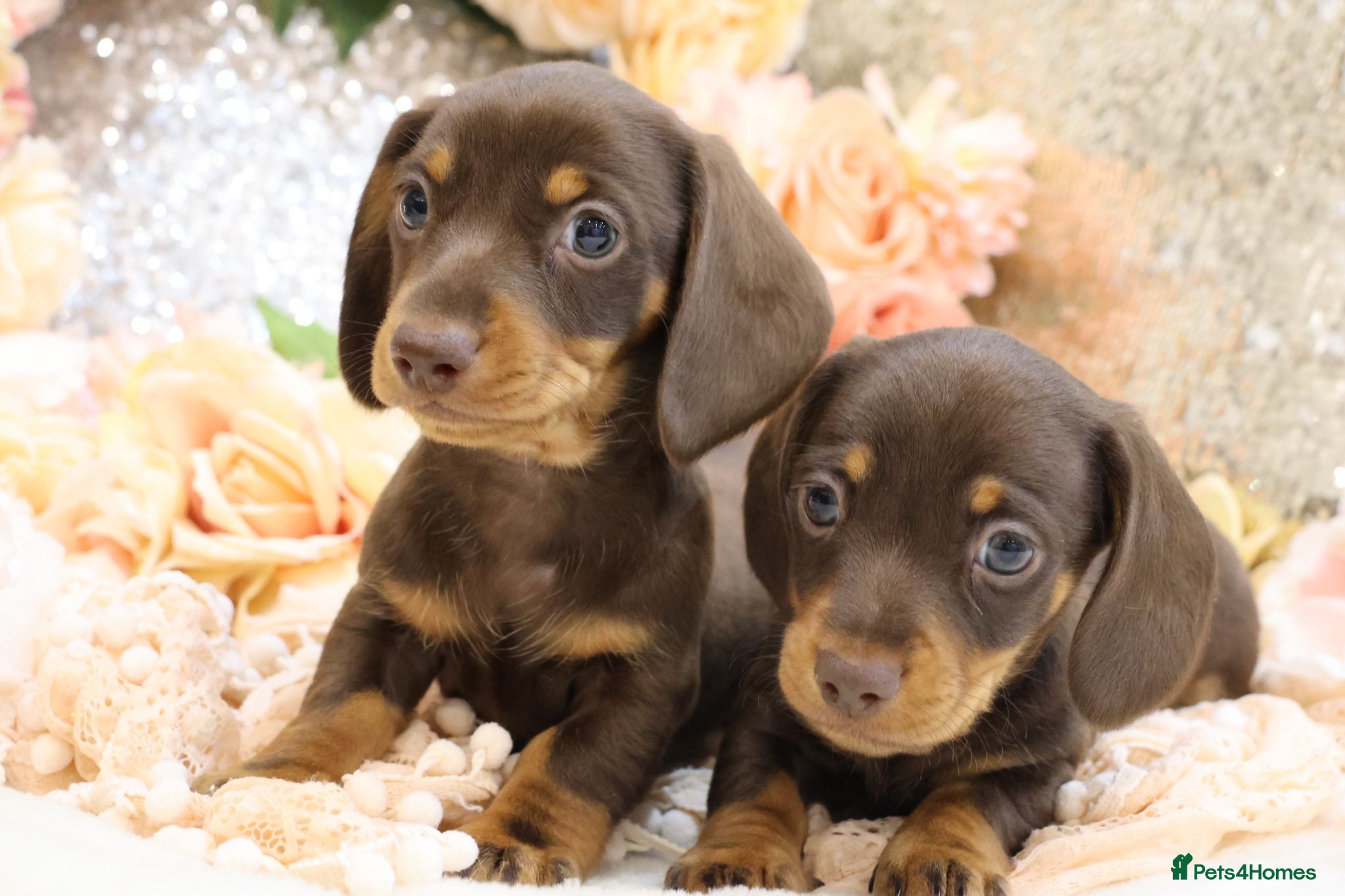 Miniature Dachshund dogs KC Miniature Dachshund Puppies - Advert 1