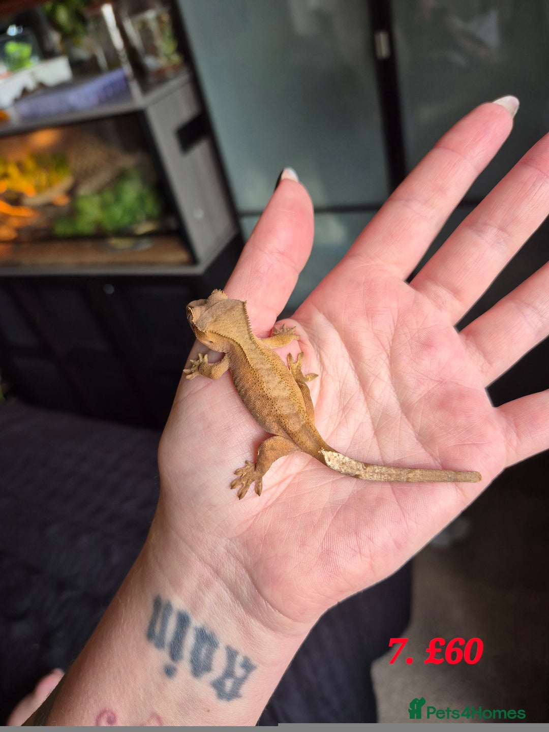 Gecko reptiles for sale: Baby Crested Geckos available - Advert 6