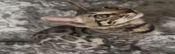 Bengal cats for sale: 2 LEFT!! ✨ Beautiful Bengal Kittens✨ - Advert 18