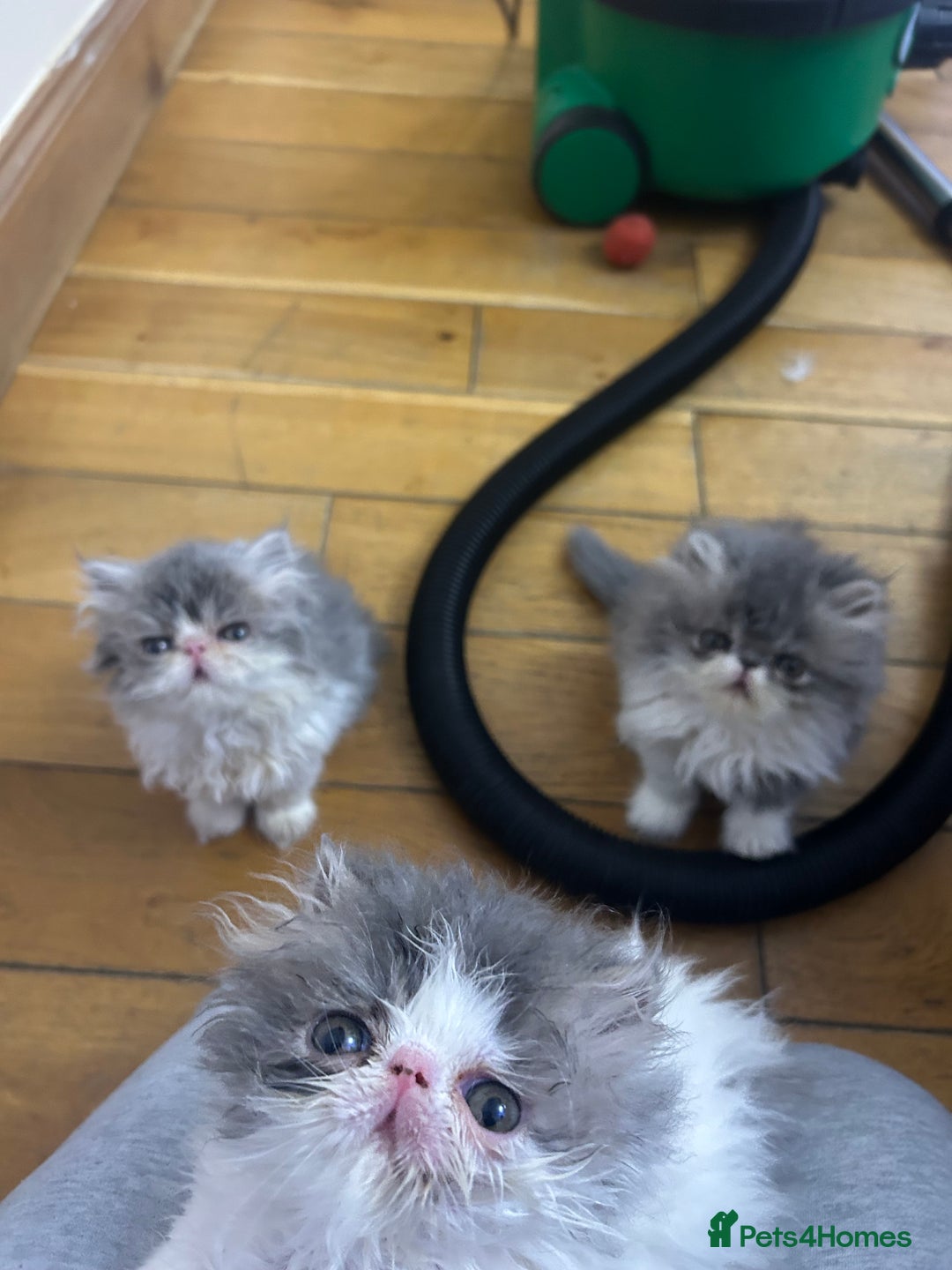 Persian cats for sale: Persian Kittens Top Quality Bloodlines - Advert 3