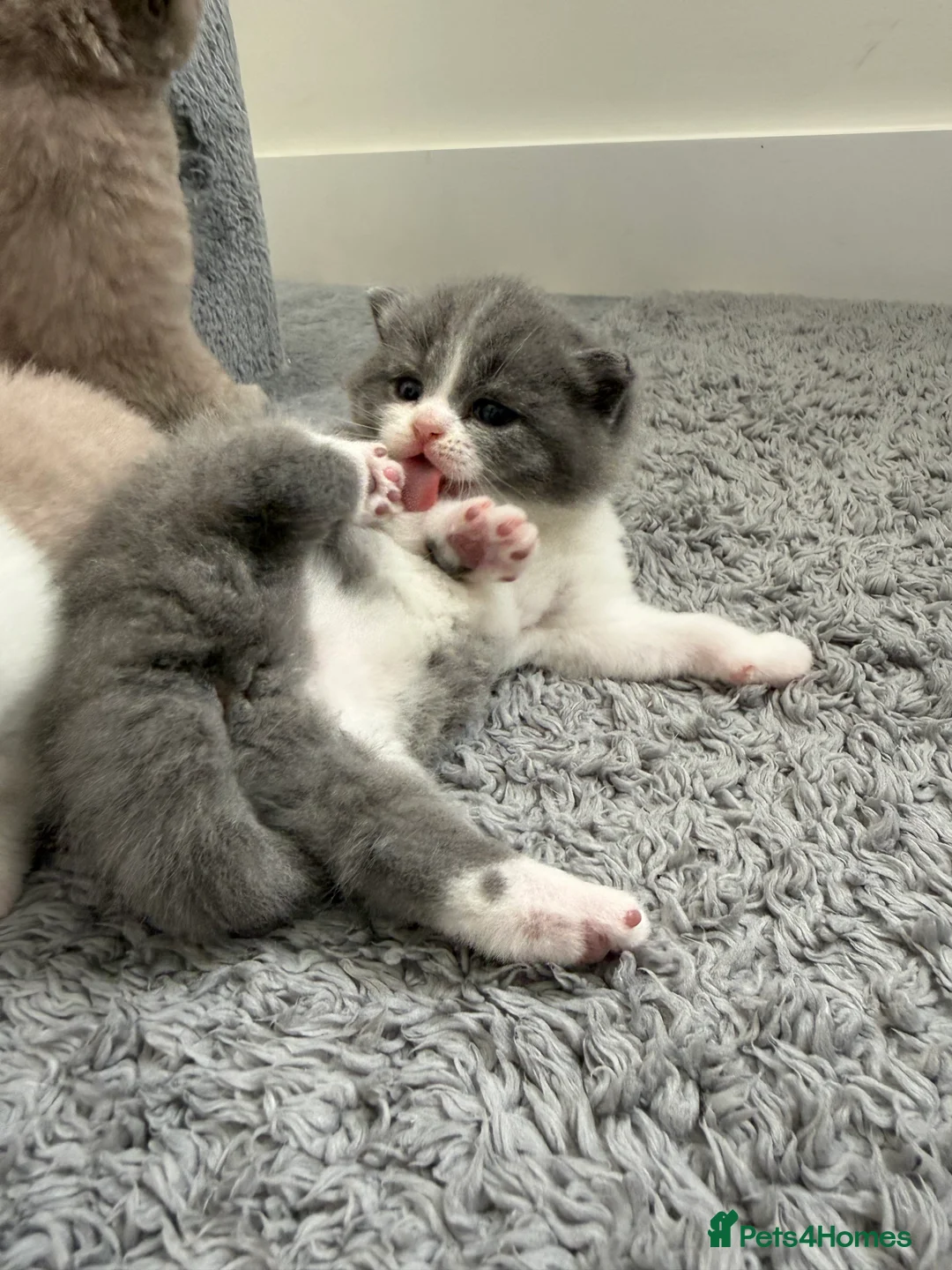 British Shorthair cats for sale: 🐾 Adorable British Shorthair Kittens  🐱 - Advert 2