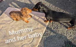 Miniature Dachshund dogs for sale: Mini dachshund puppies - Image 14