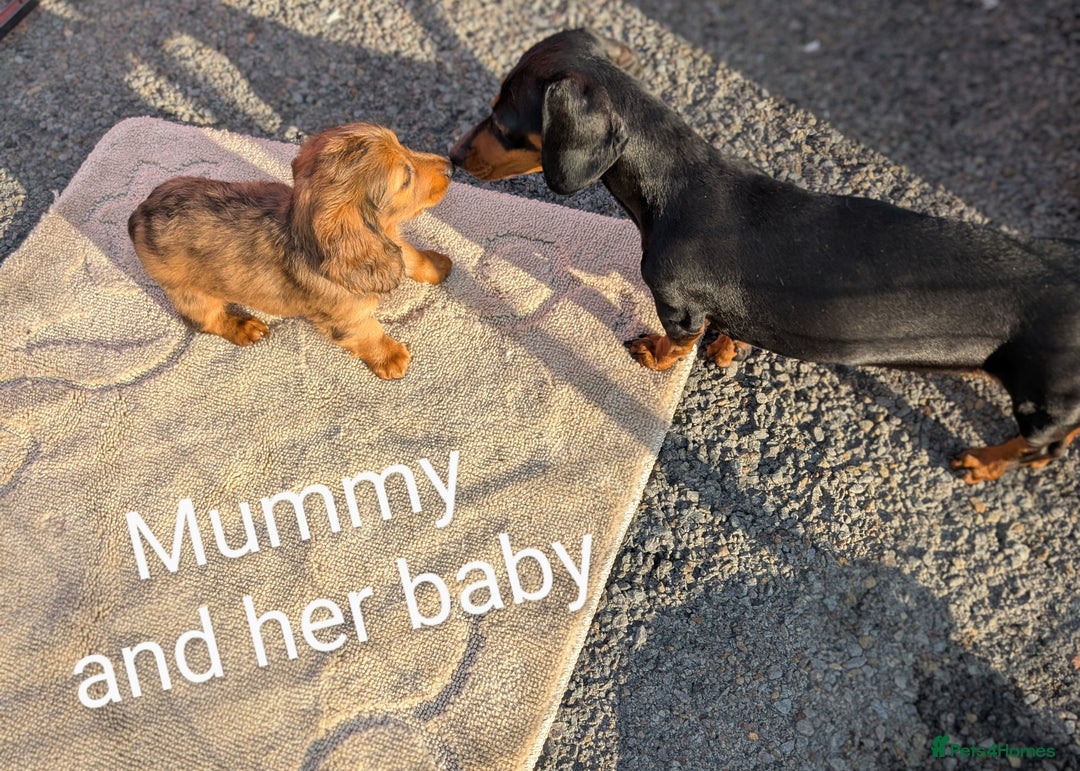 Miniature Dachshund dogs for sale: Mini dachshund puppies - Image 14