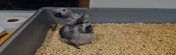 Parrots birds for sale: Silly teamed hand reared African grey Baby in Greenford - Advert 5