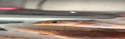 Axolotl reptiles for sale: Black Meleniod axolotls   in Caldicot - Advert 11