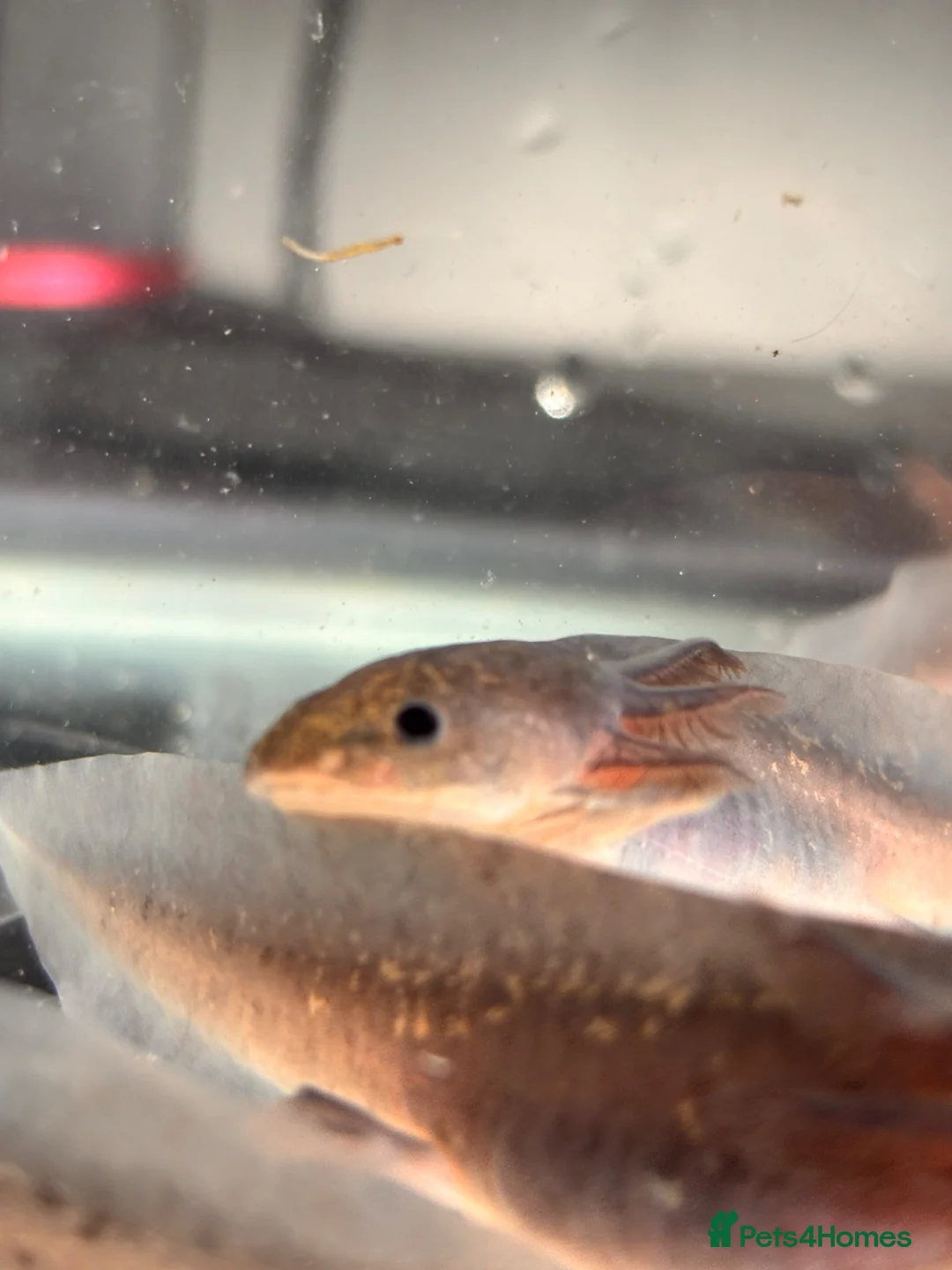 Axolotl reptiles for sale: Black Meleniod axolotls   in Caldicot - Advert 11