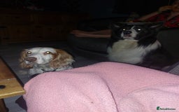Mixed Breed dogs for sale: For sale sprollies  - Image 1