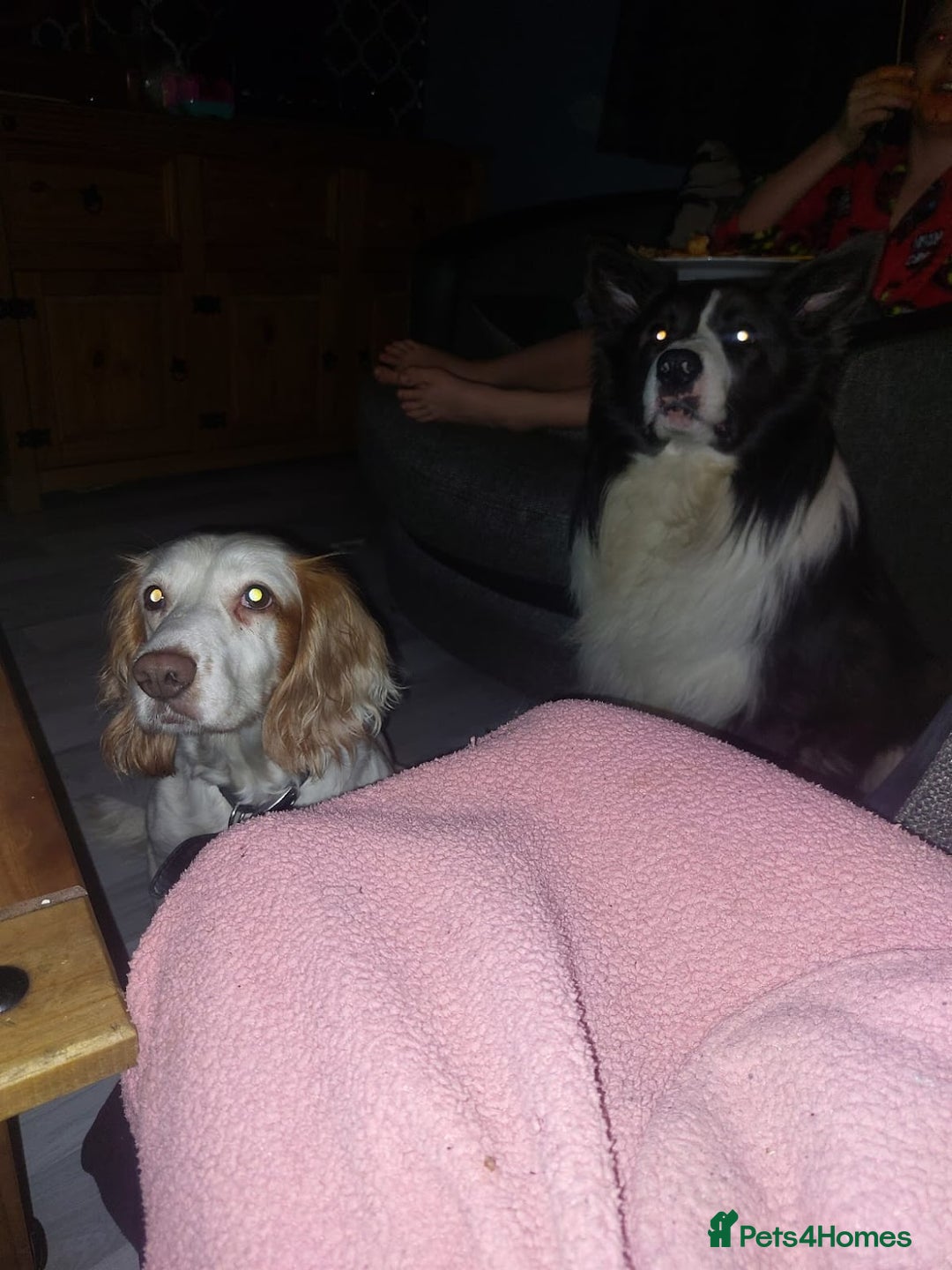Mixed Breed dogs for sale: For sale sprollies  - Image 1