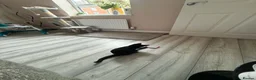 Domestic Shorthair cats for sale: Beautiful Black Kitten Looking for a Loving Home  - Advert 3