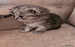 Mixed Breed cats for sale: Persian Chinchilla Cross Kittens - Image 5