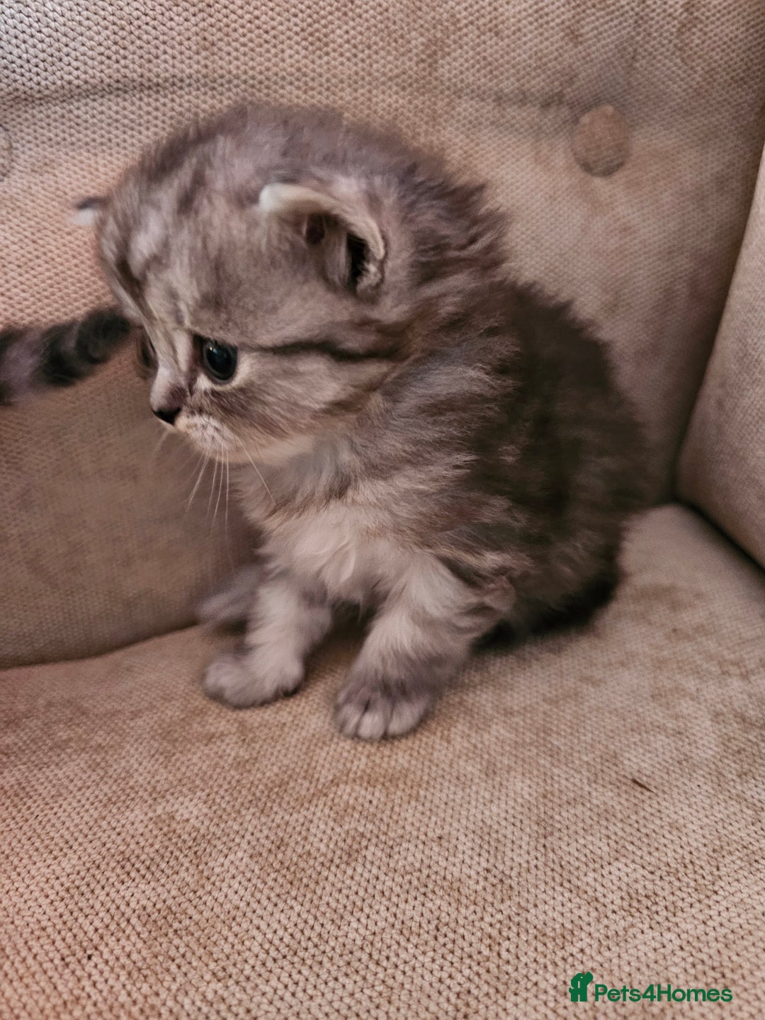 Mixed Breed cats for sale: Persian Chinchilla Cross Kittens - Image 5