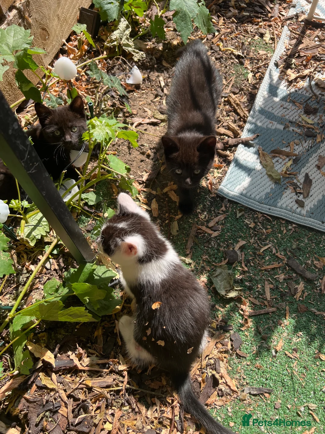 Mixed Breed cats for sale: Six beautiful kittens for loving homes - Advert 2
