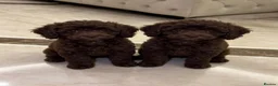 Cockapoo dogs for sale: F1 Cockapoo Puppys in Harlow - Advert 3