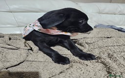 Labrador Retriever dogs for sale: 2boys / 4 girls  READY TODAY FOR FOREVER HOMES - Image 23