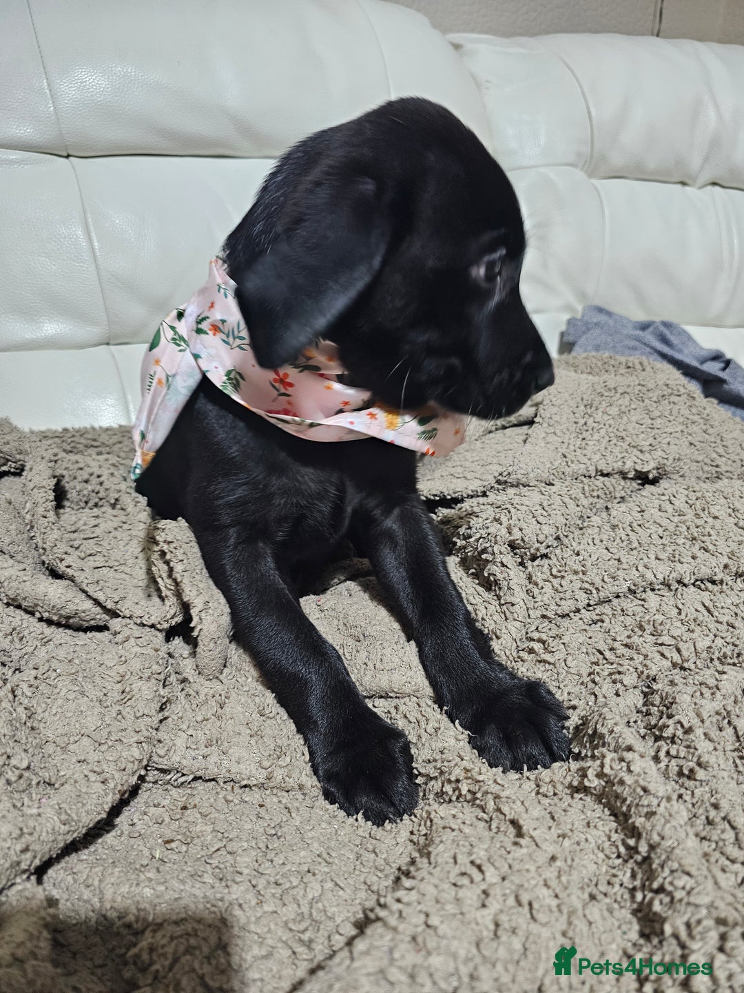 Labrador Retriever dogs for sale: 2boys / 4 girls  READY TODAY FOR FOREVER HOMES - Image 23