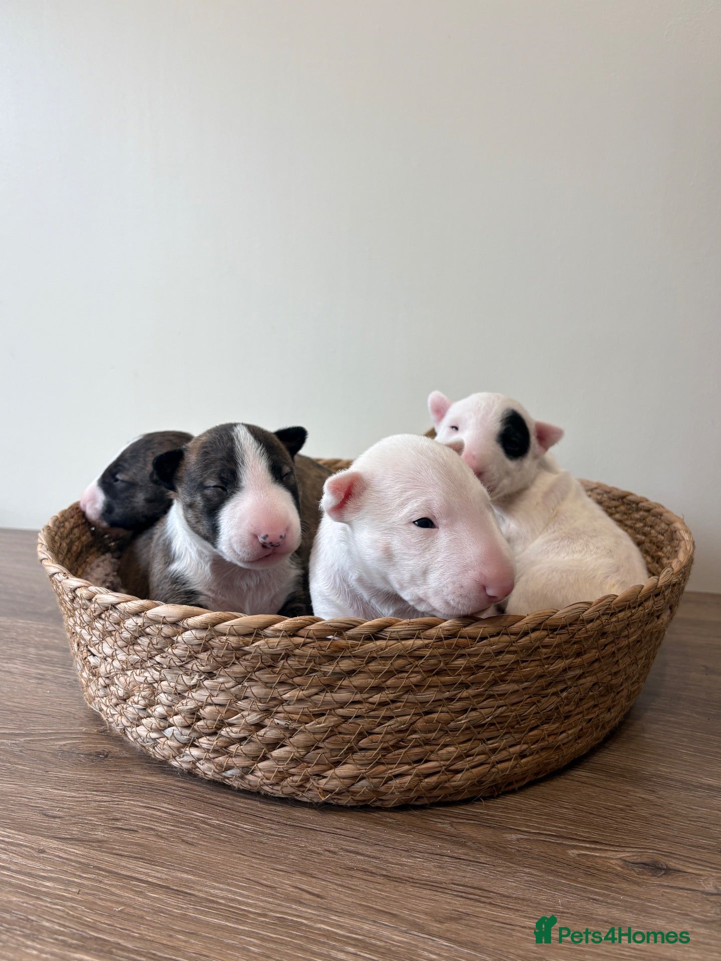English Bull Terrier dogs Beautiful miniature English bull terrier puppies - Advert 18