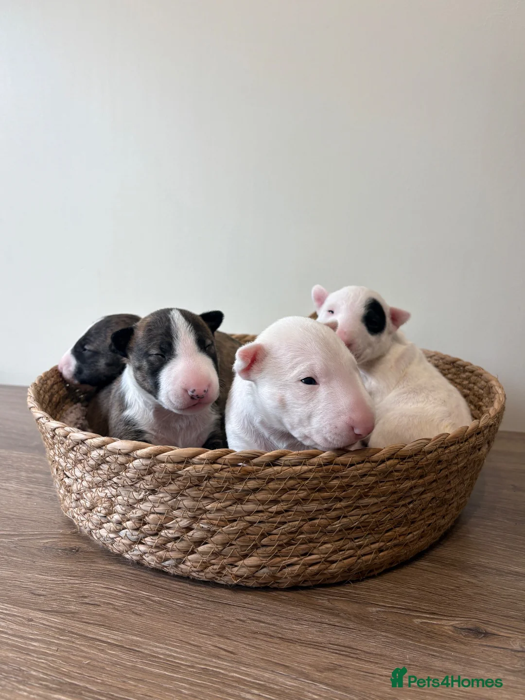 English Bull Terrier dogs for sale: Beautiful miniature English bull terrier puppies - Advert 1