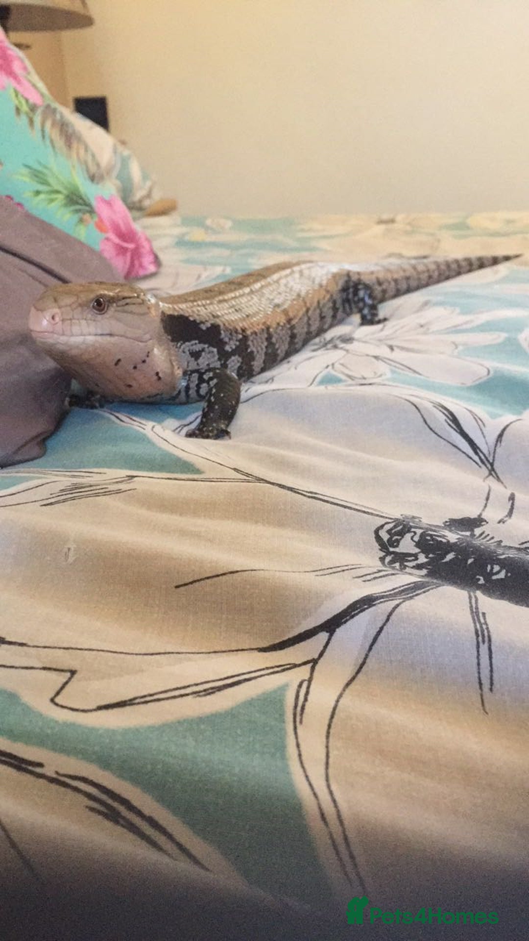 Skink reptiles for sale: Blue tongue skink - Advert 3