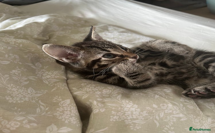 Bengal cats Bengal mix  in Harlow - Advert 1