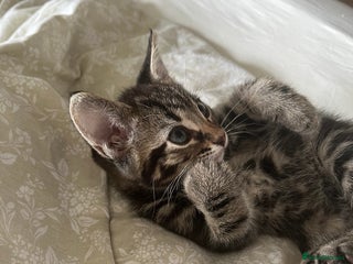 Bengal cats Bengal mix in Harlow - Advert 1