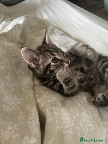 Bengal cats Bengal mix in Harlow - Advert 1