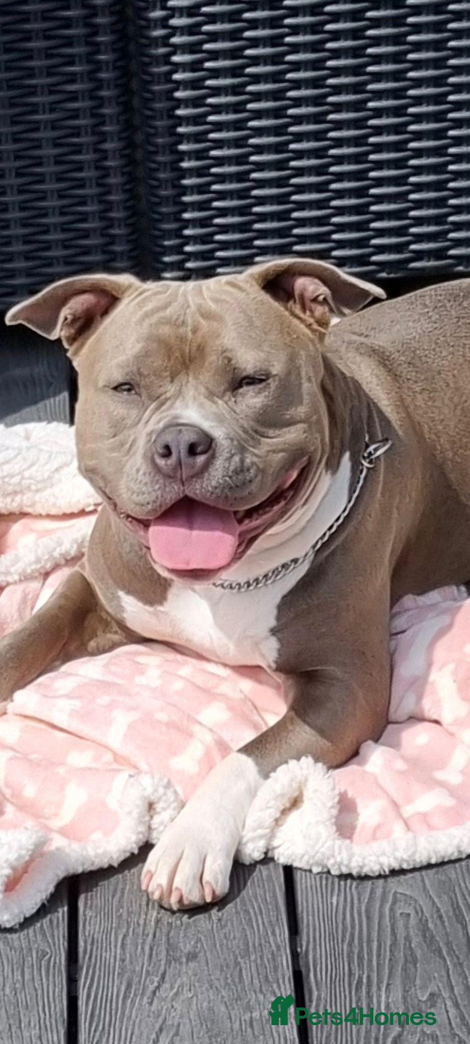 Staffordshire Bull Terrier dogs Grey bitch due birth 13 September  - Advert 1