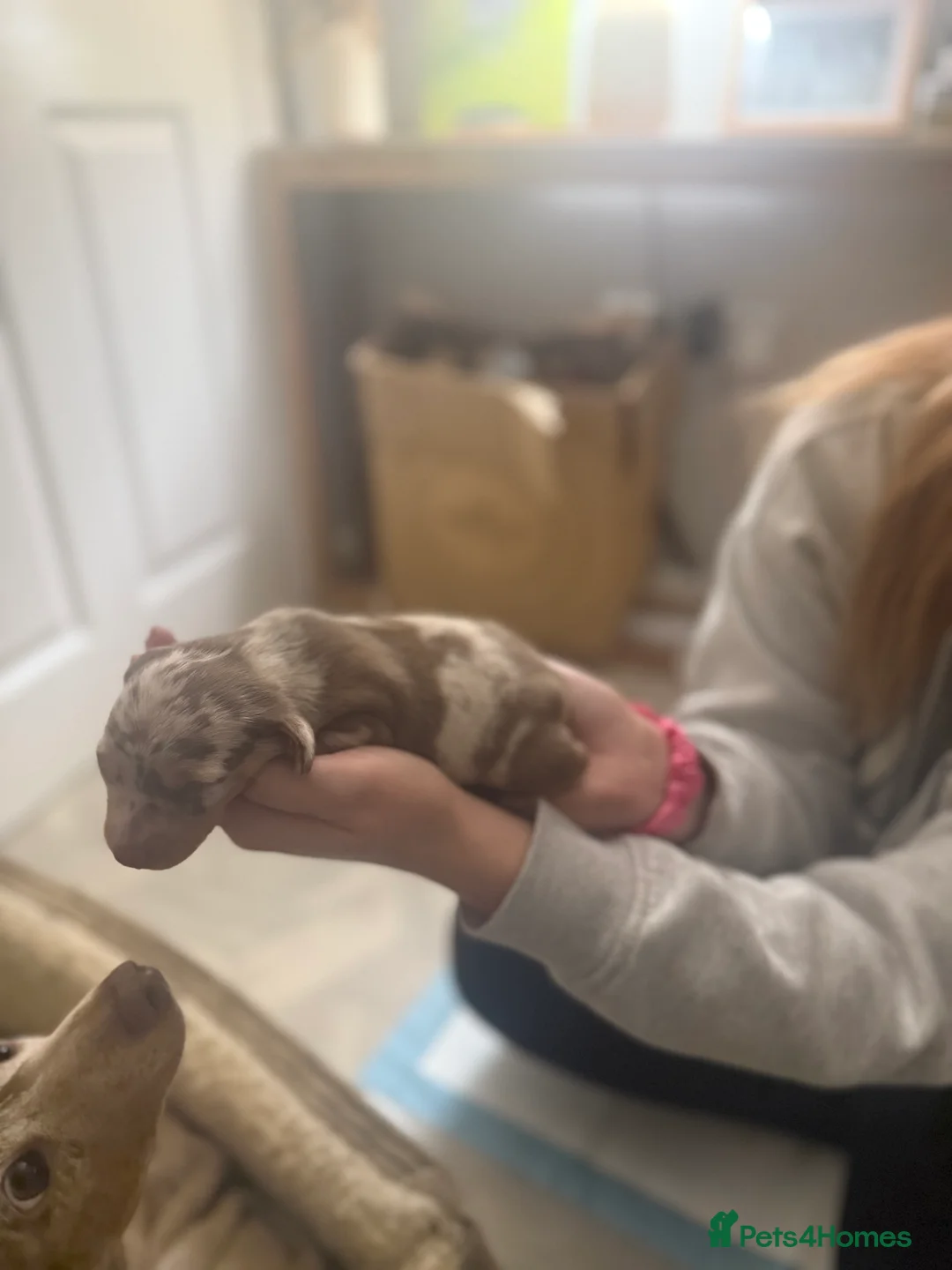 Miniature Dachshund dogs for sale: Miniature dachshund puppies!  - Advert 17