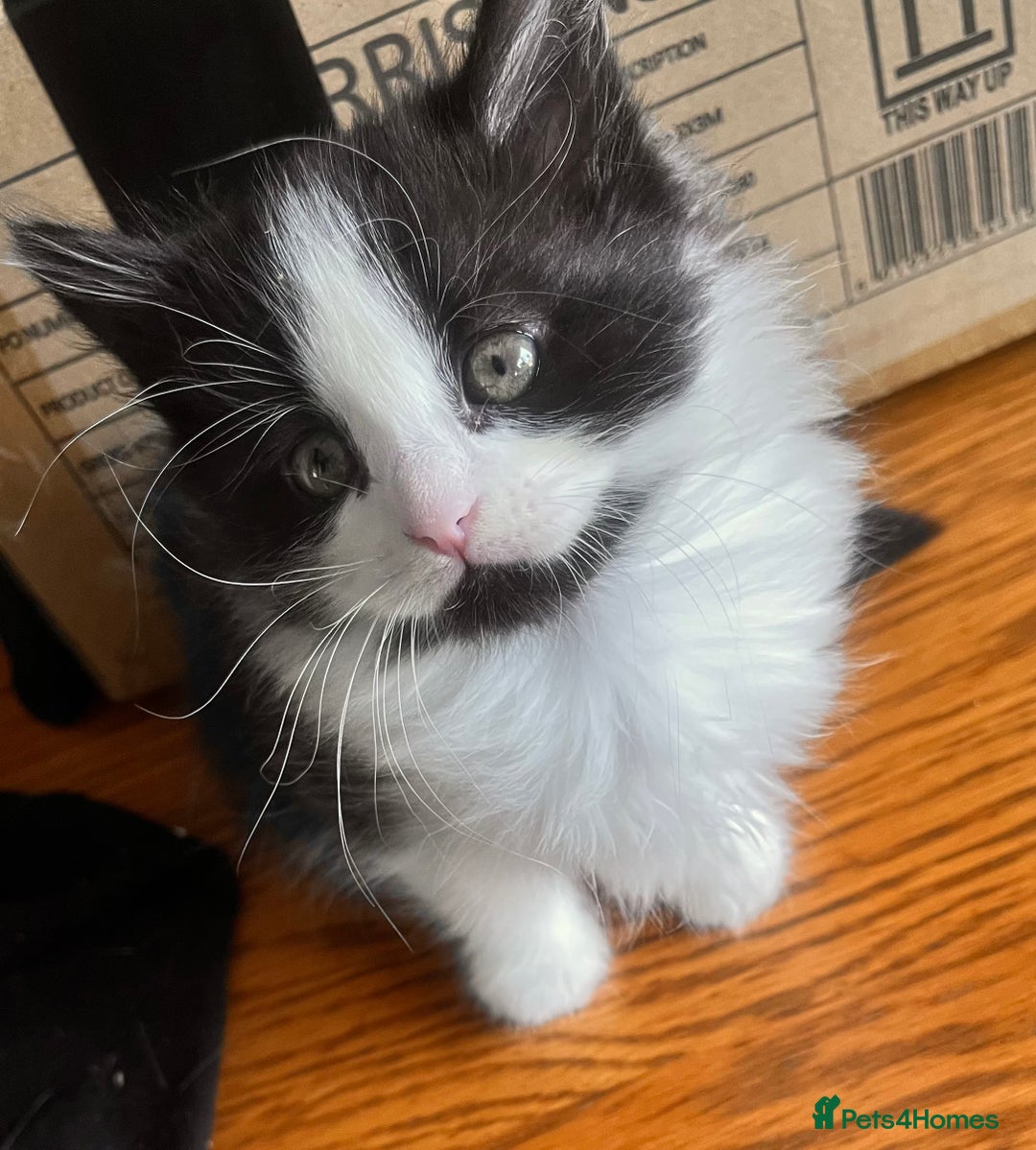 Mixed Breed cats for sale: Kittens  - Image 22