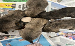 Cairn Terrier dogs for sale: CAIRN TERRIER PUPPIES - Advert 4