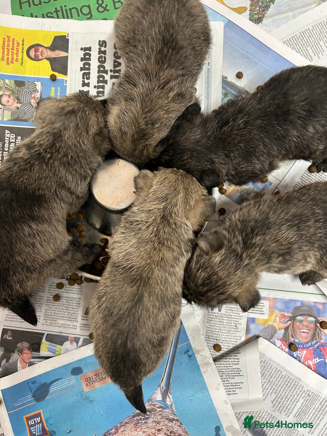 Cairn Terrier dogs for sale: CAIRN TERRIER PUPPIES - Advert 4