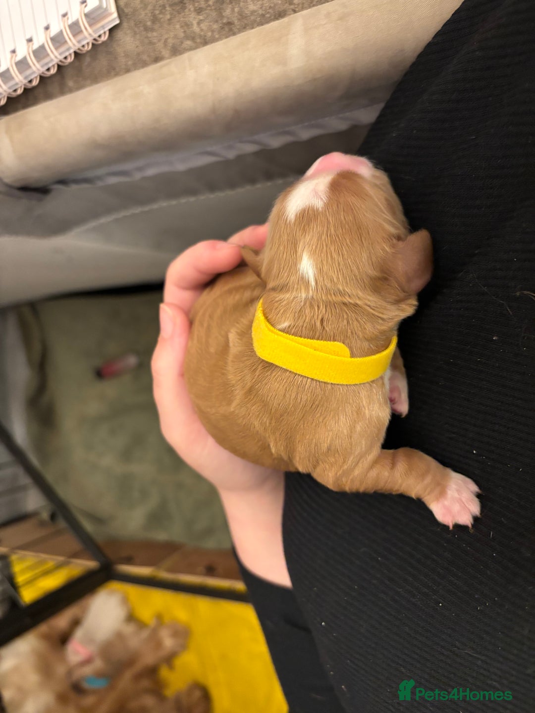 Cocker Spaniel dogs for sale: 6 beautiful cocker spaniels puppy’s born 01/12/25 - Advert 4