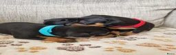 Miniature Pinscher dogs for sale: Three beautiful mini-pin pups  in Morecambe - Advert 11