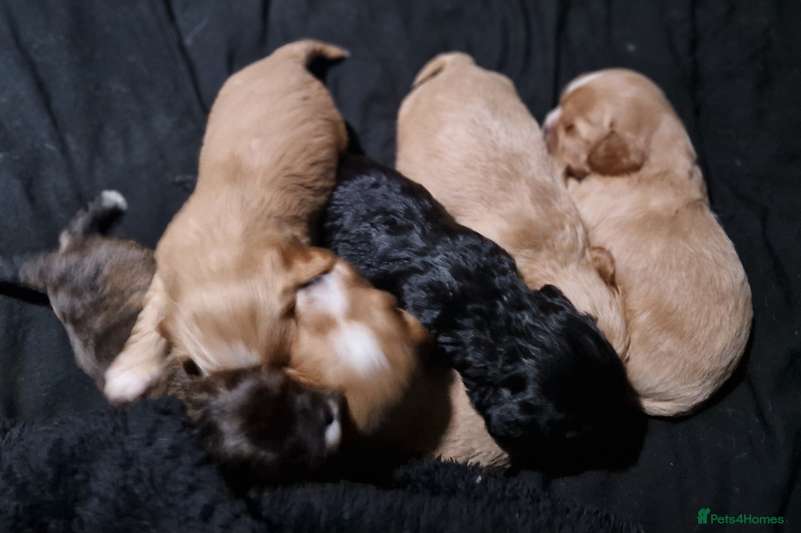Mixed Breed dogs Cava tzu puppies - Advert 8