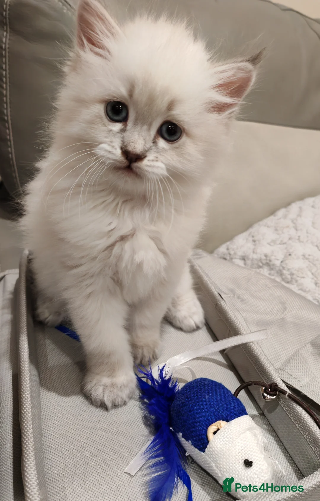 Siberian cats for sale: Sibirian Neva Masquerade kittens  - Advert 2