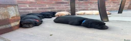Labrador Retriever dogs for sale: One black bitch pup available in Knutsford - Advert 3