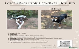 Mixed Breed dogs for sale: Mixed breed - Image 16