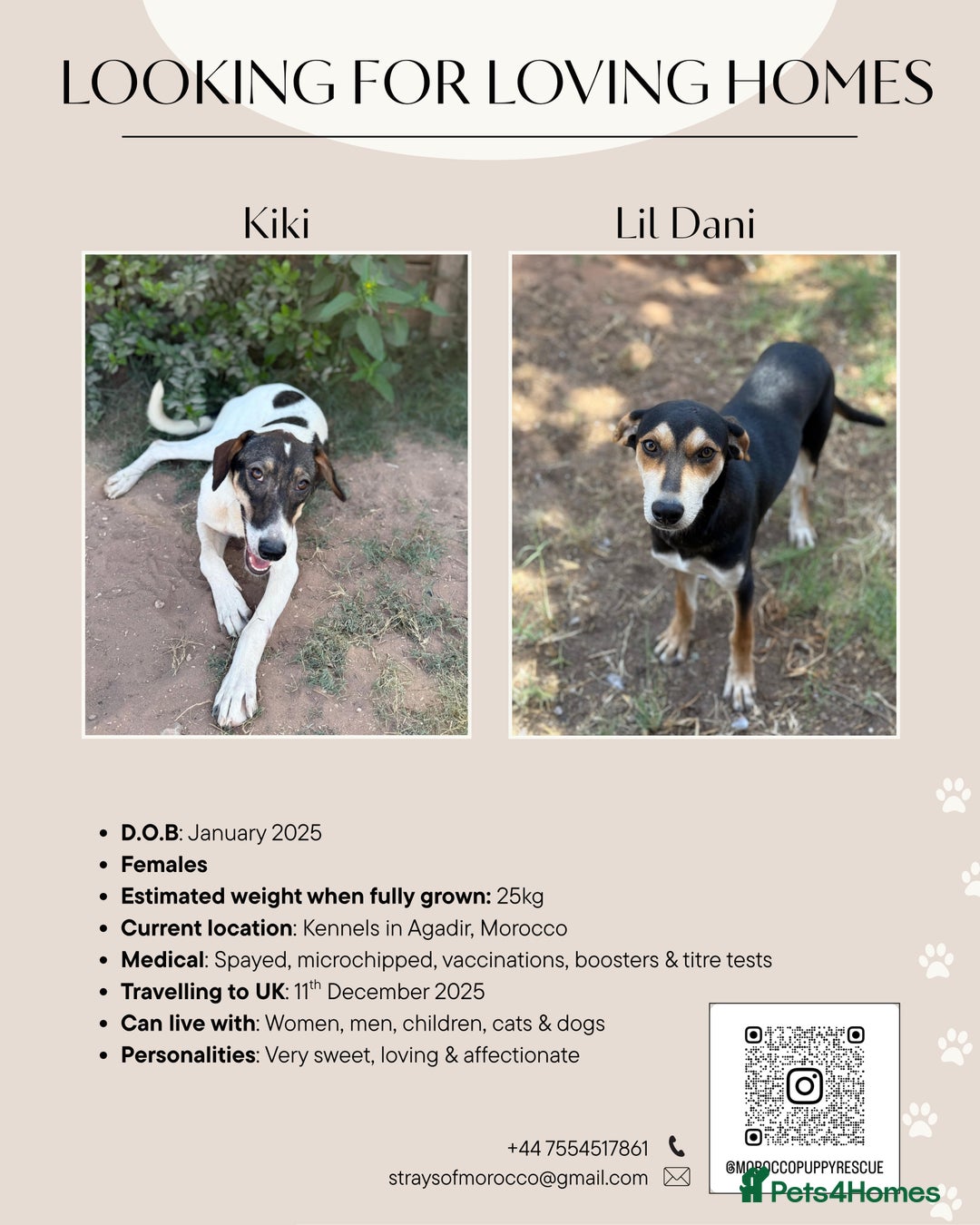 Mixed Breed dogs for sale: Mixed breed - Image 16