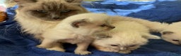 Ragdoll cats for sale: GCCF registered ragdoll kittens - Advert 2