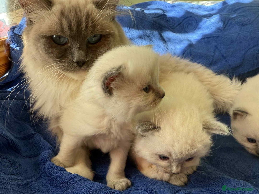 Ragdoll cats for sale: GCCF registered ragdoll kittens - Advert 2