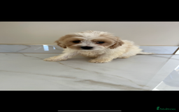Cavapoo dogs for sale: Stunning Blenheim F1 Cavapoo’s puppies  - Image 5
