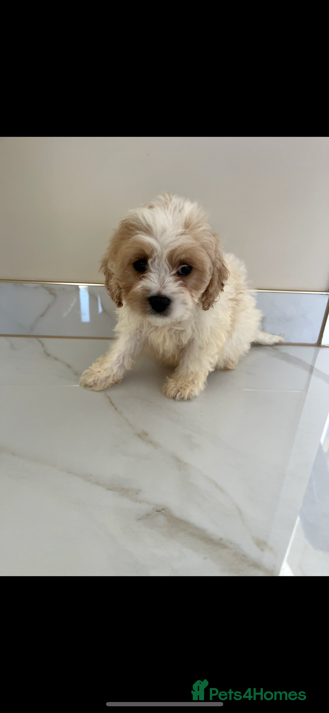 Cavapoo dogs for sale: Stunning Blenheim F1 Cavapoo’s puppies  - Image 5