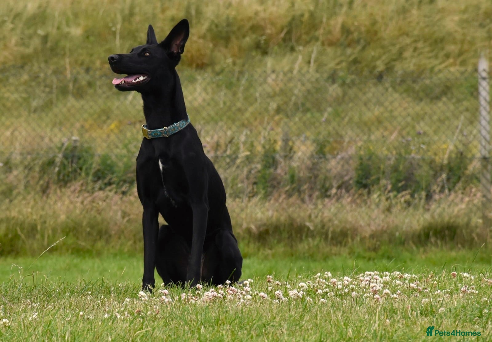 Lurcher dogs DAPHNE, female lurcher in rescue - Advert 5