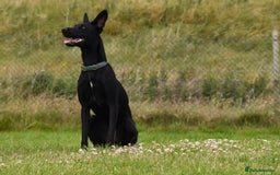 Lurcher dogs for adoption: DAPHNE, female lurcher in rescue - Image 1