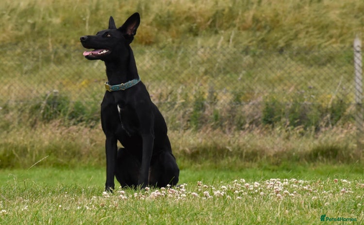 Lurcher dogs - Advert 16