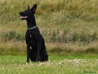 Lurcher dogs - Advert 20