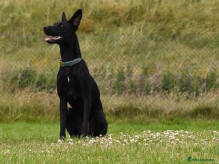 Lurcher dogs DAPHNE, female lurcher in rescue - Advert 15
