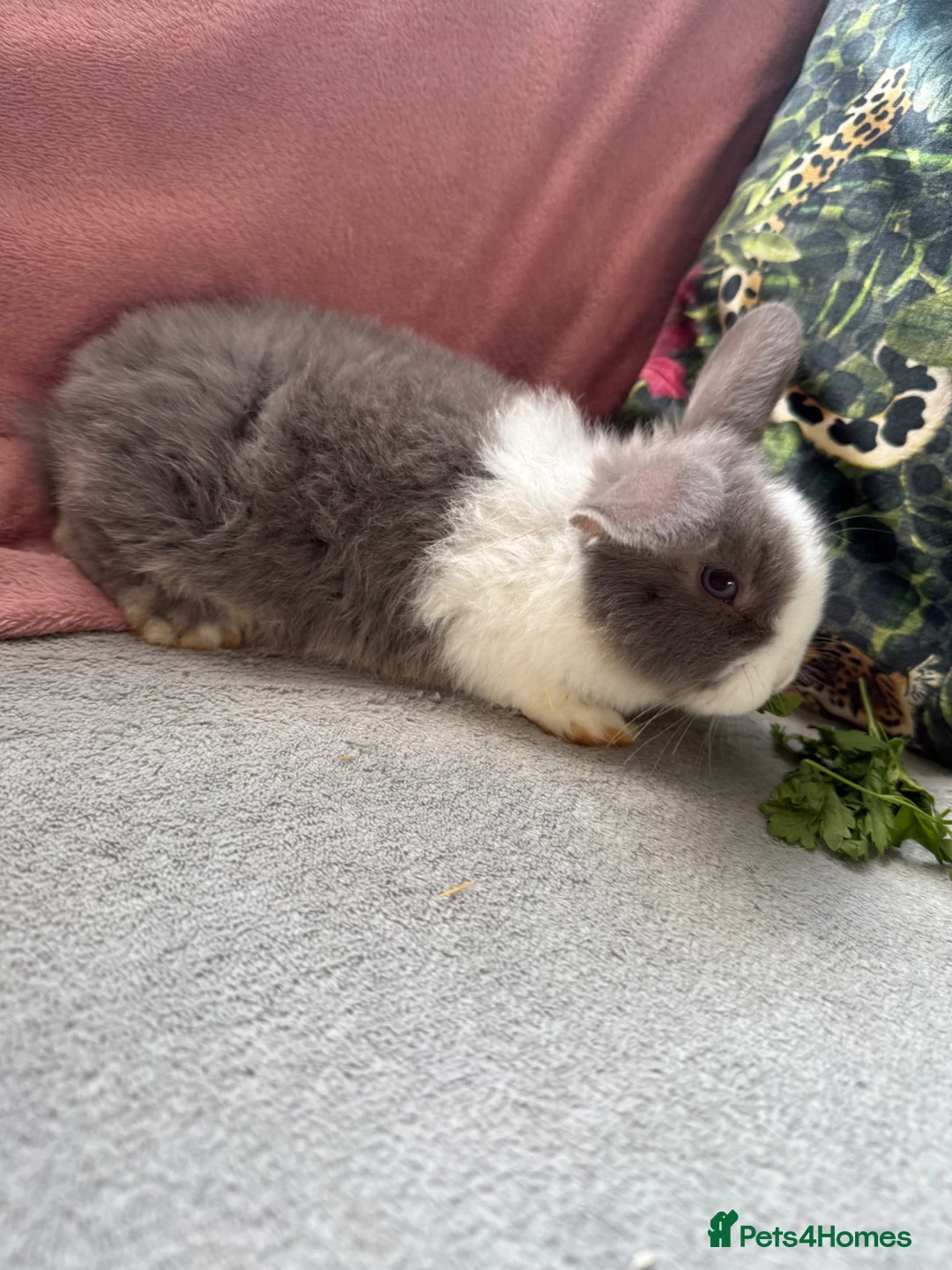 Mini Lop rabbits for sale: Mini lop buck. Ready now.  - Advert 4