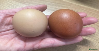 Chickens poultry - Advert 2