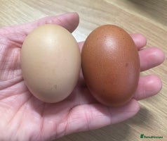 Chickens poultry - Advert 7